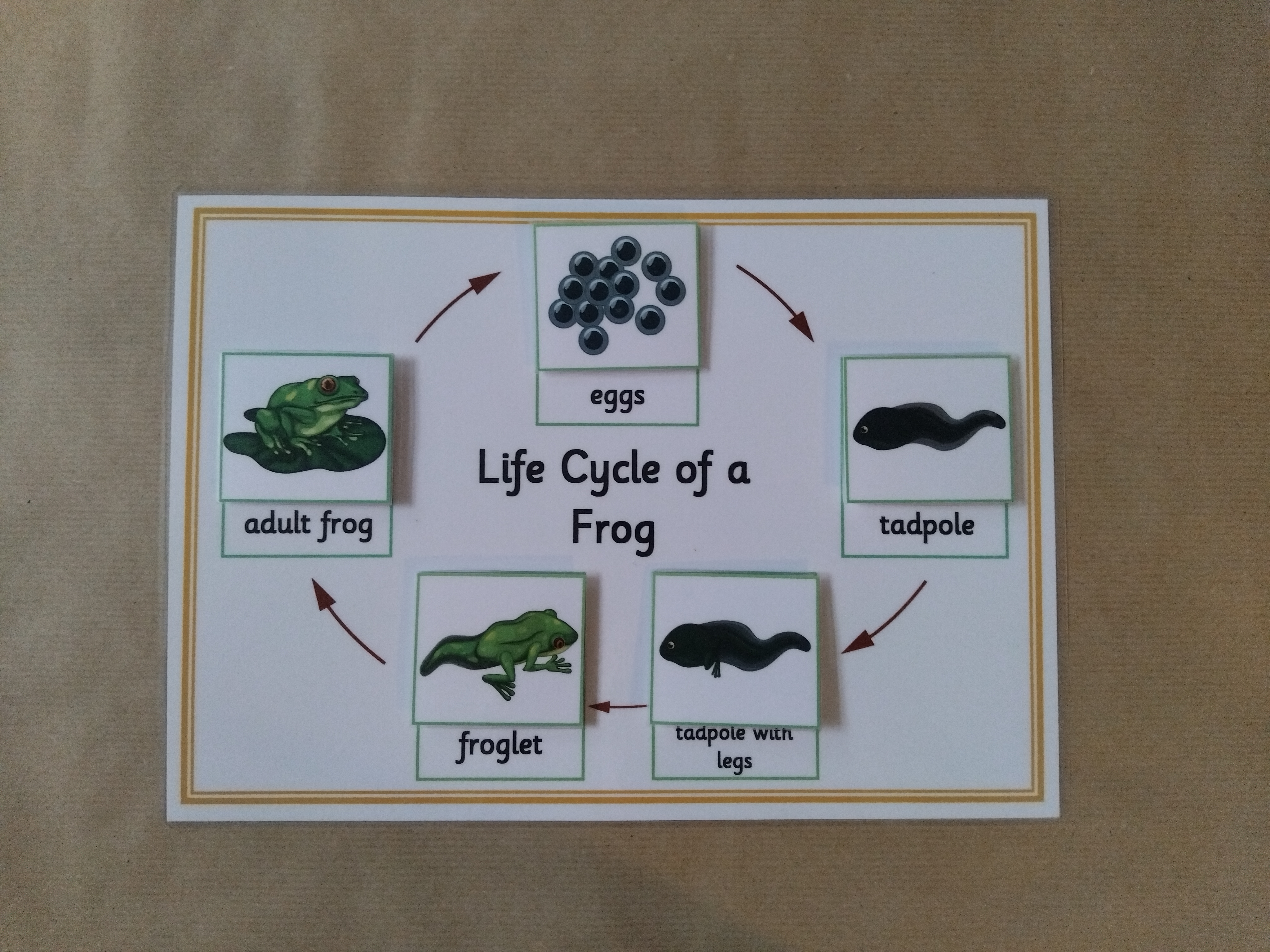 Life Cycle of a Frog Bundle - Sequencing activity, flash cards, figures