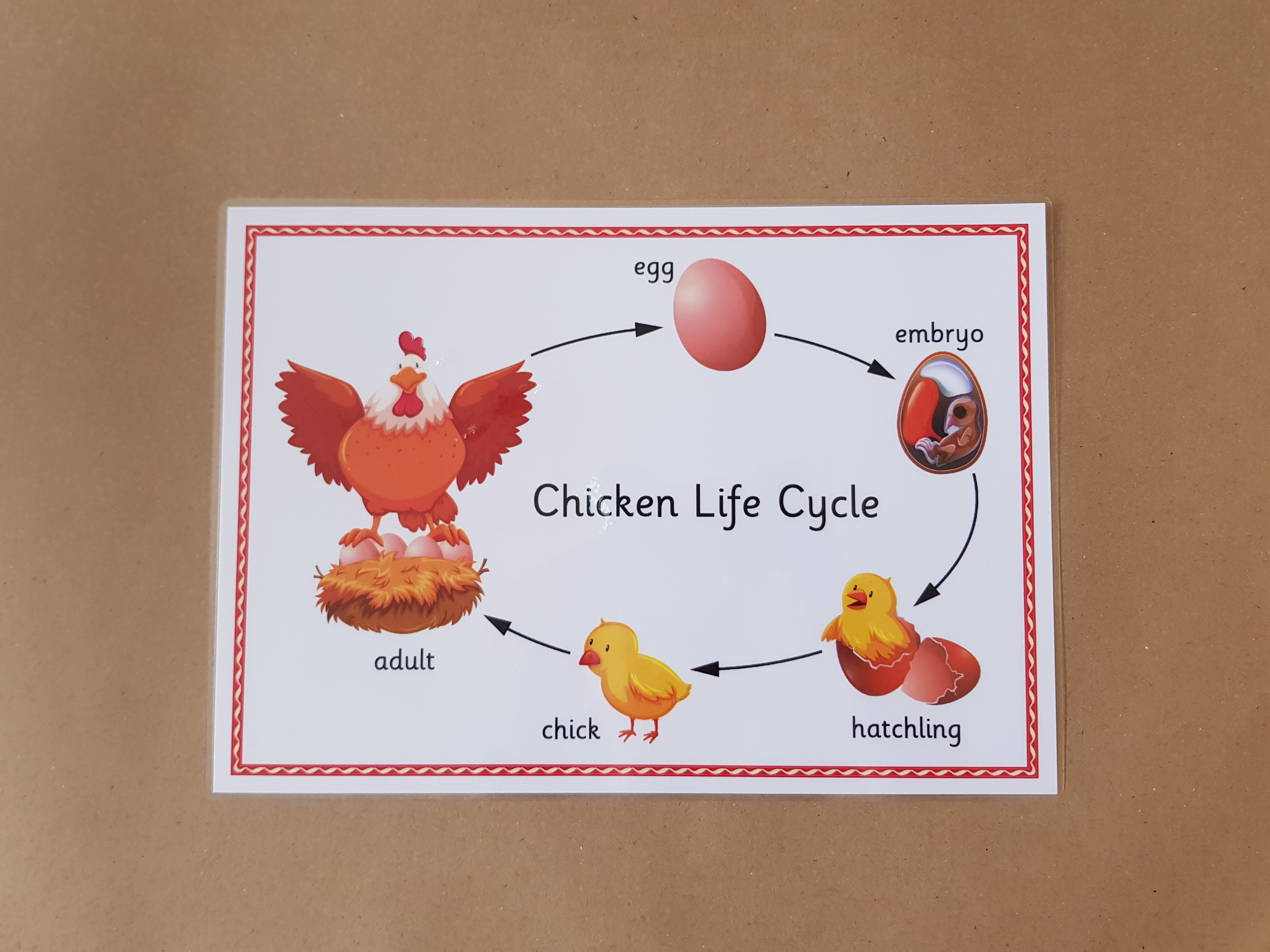 Chicken Life Cycle  - EYFS/KS1 Poster 