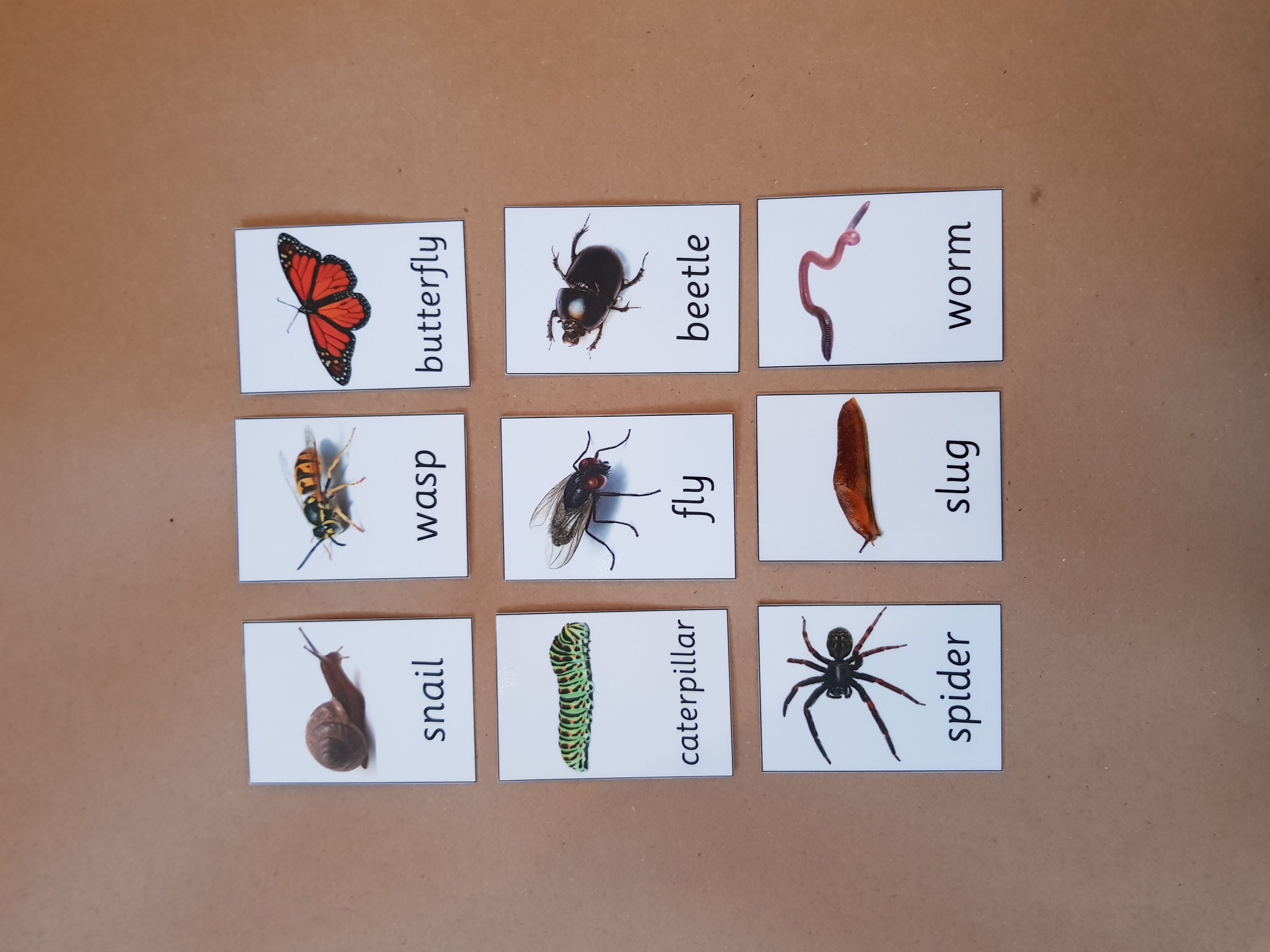 Minibeasts Matching Game
