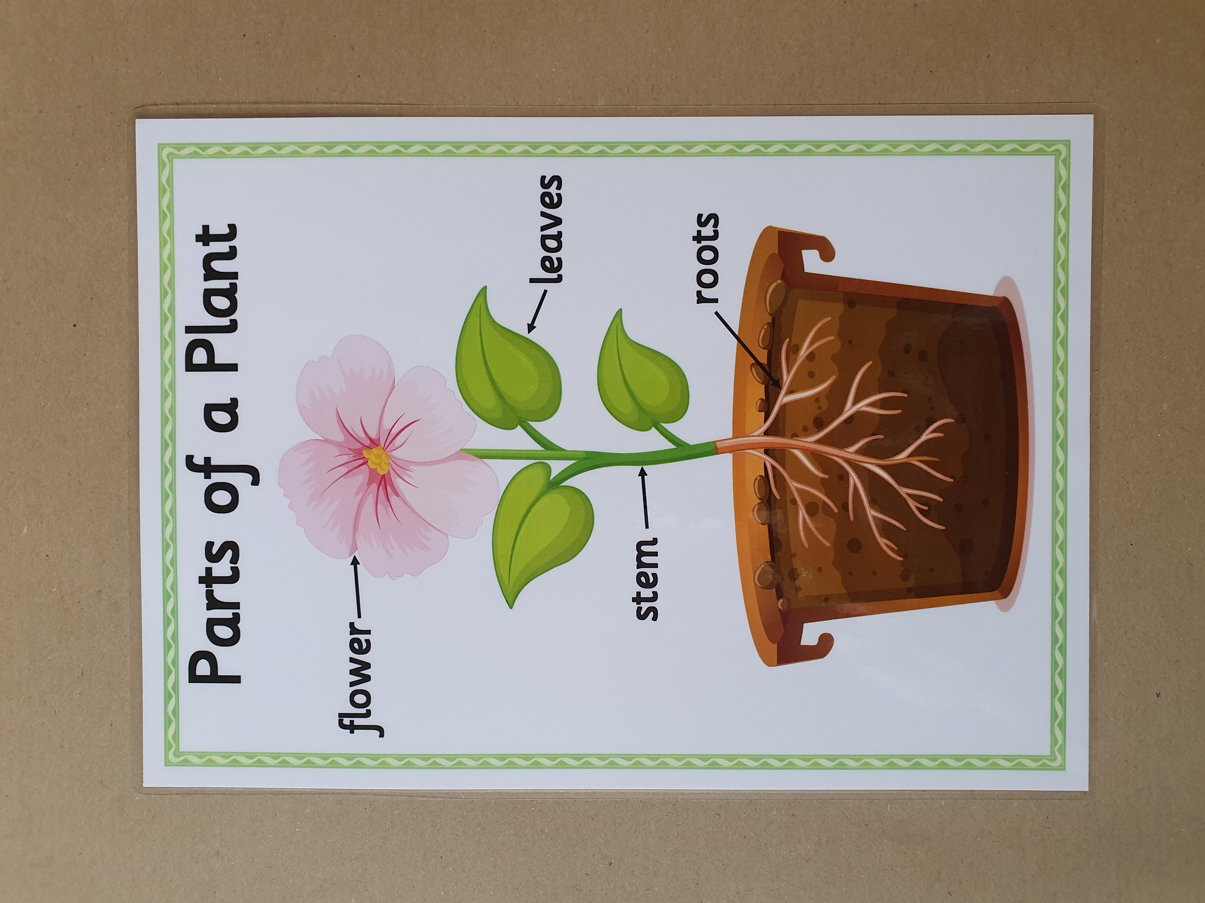 Parts of a Plant KS1 Poster 
