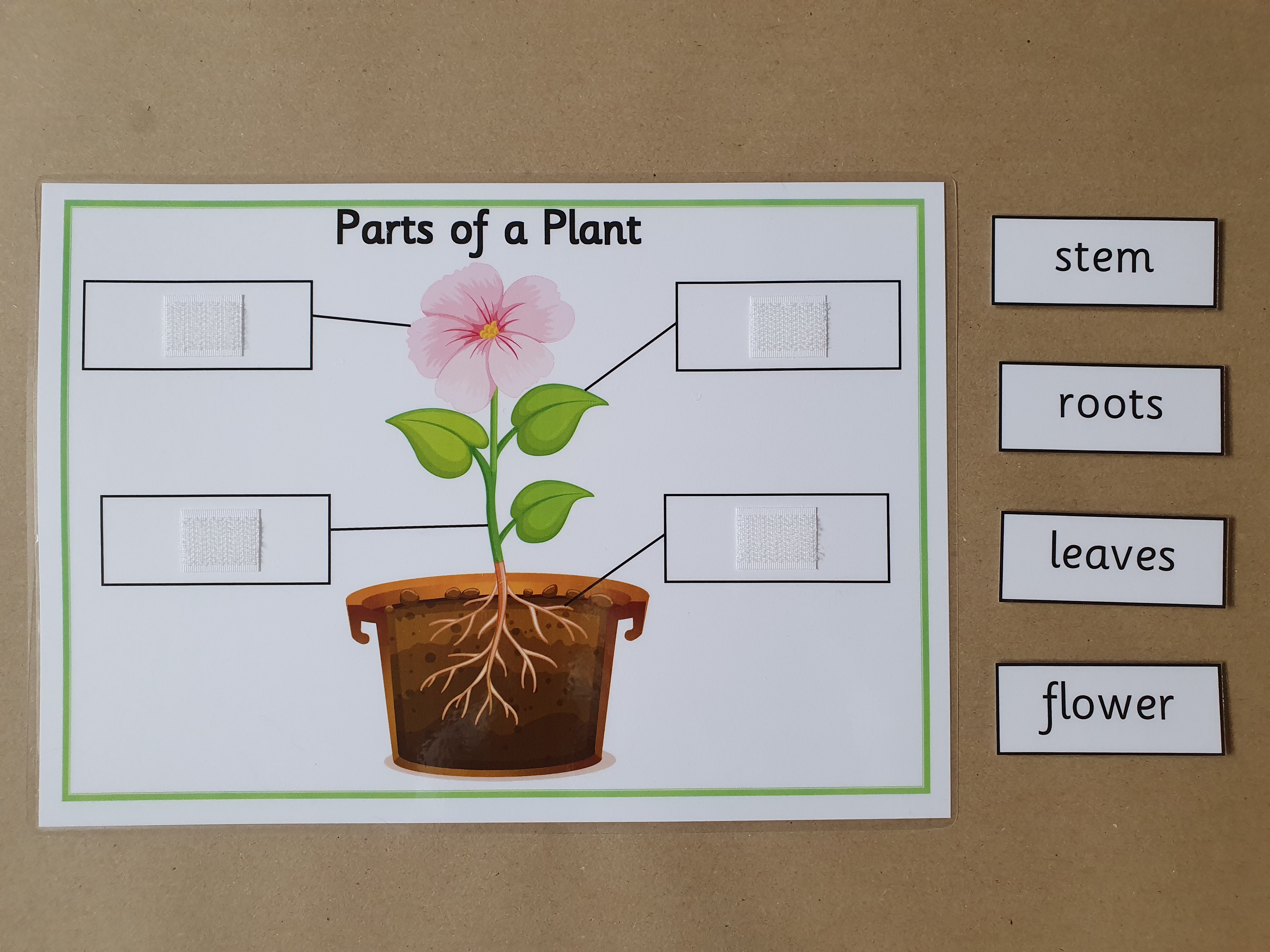 Parts of a Plant KS1 Labelling Worksheet with hook and loop tape