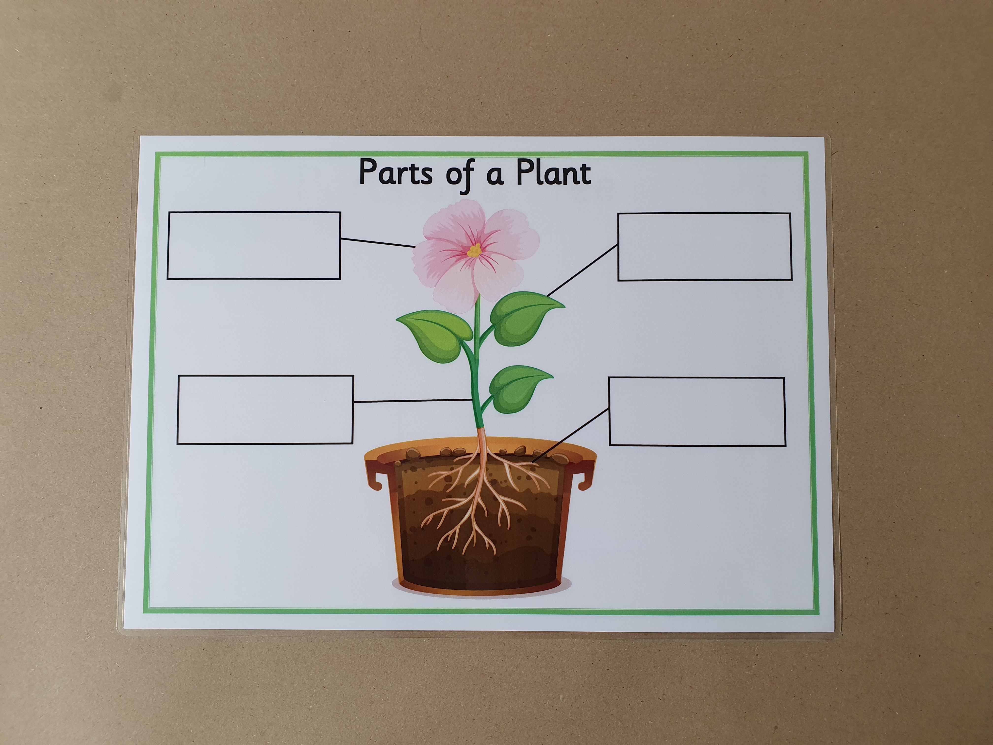 Parts of a Plant KS1 Labelling Worksheet