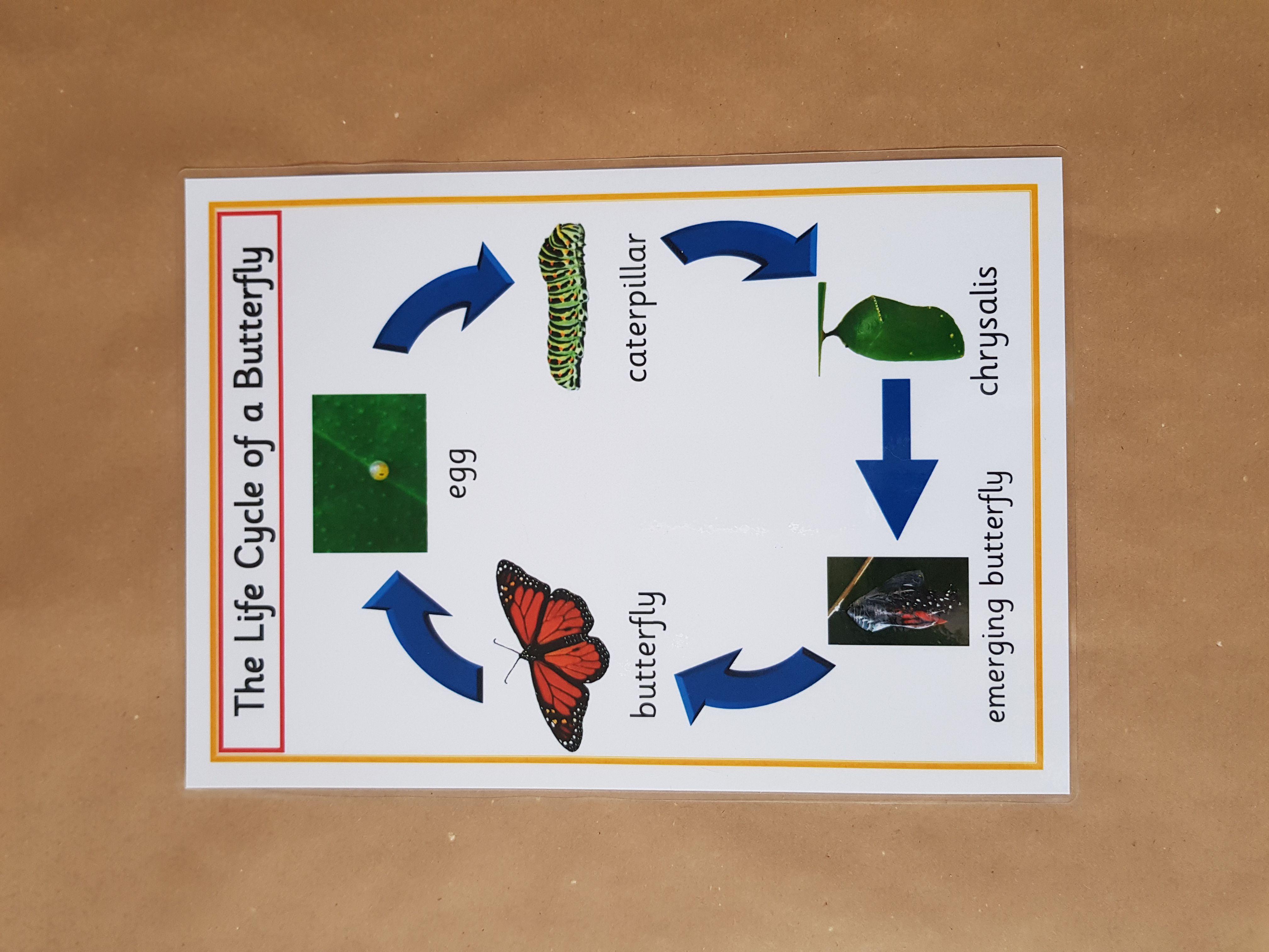 Life Cycles  - EYFS/KS1 Posters 