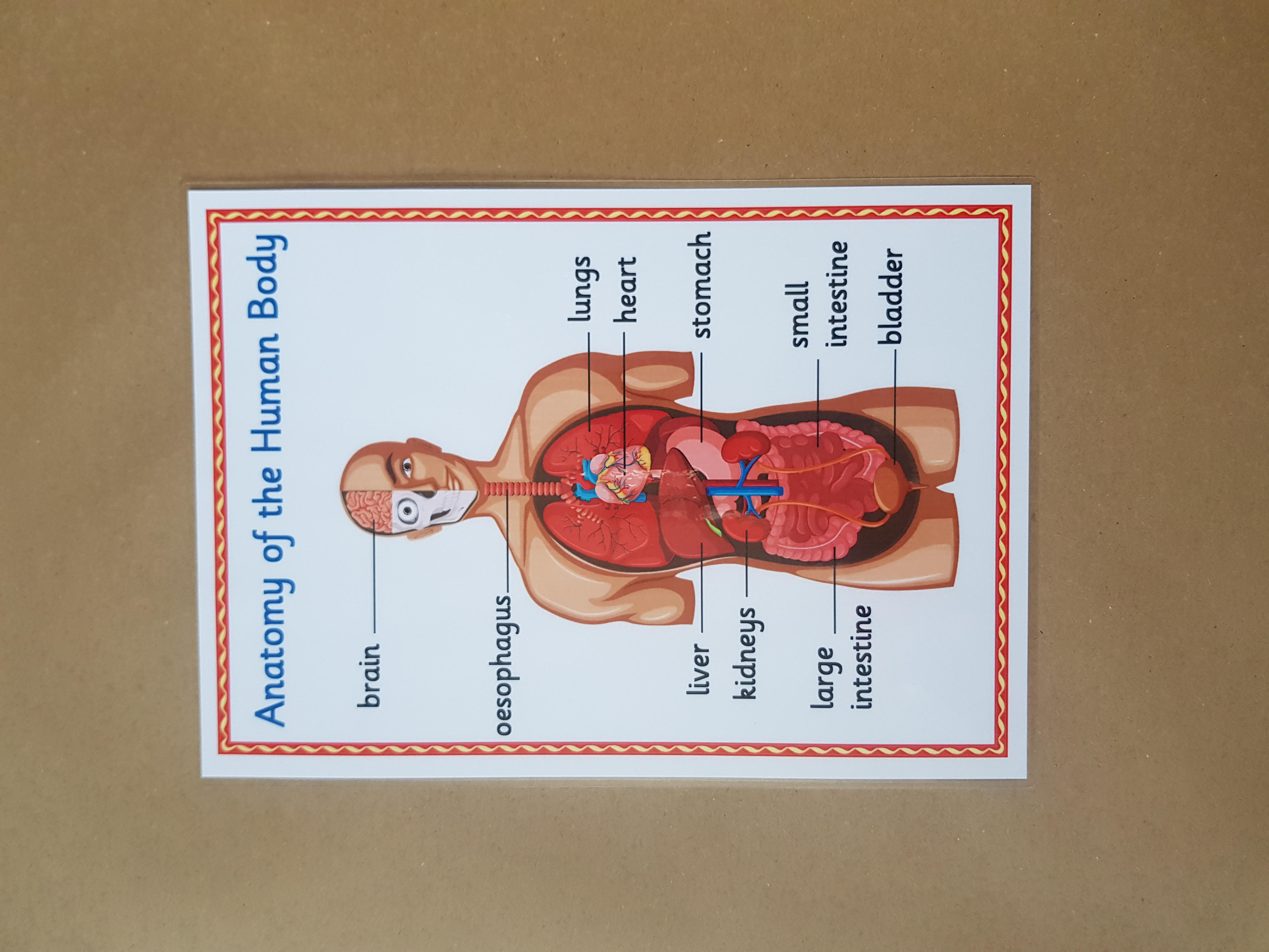 Anatomy of the human body - KS1/KS2 Poster 