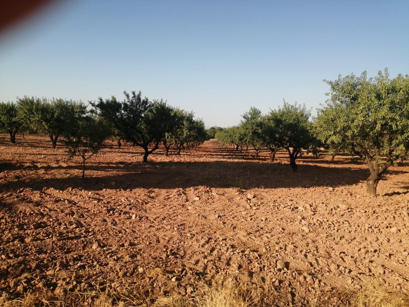 Finca Ecológica de almendros ( Mula )