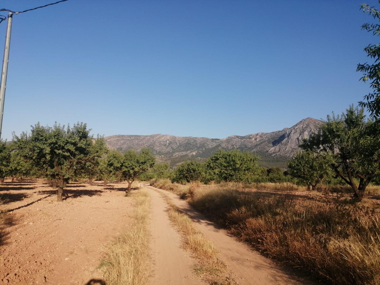 Finca Ecológica de almendros ( Mula )