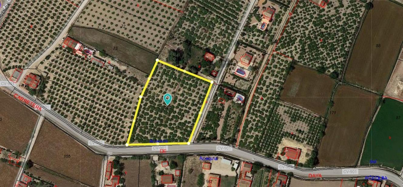 Finca de limoneros en producción ( Daya Nueva ) 