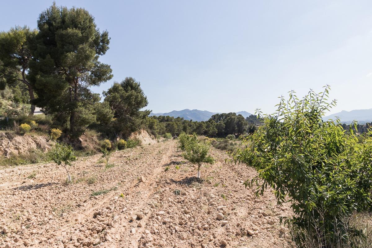 Terreno edificable ( Pliego )