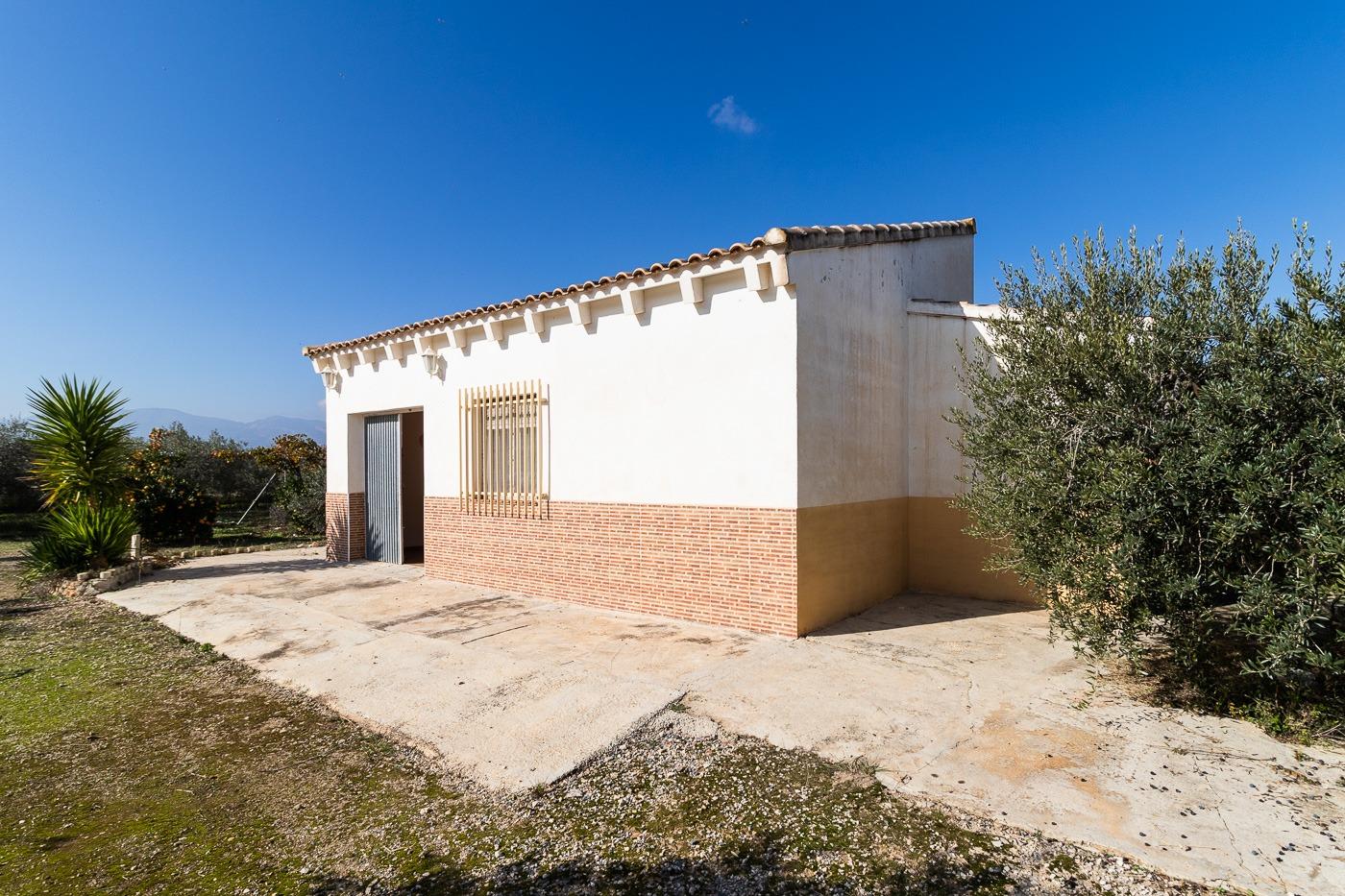 Parcela con olivos y almacén ( Pliego )