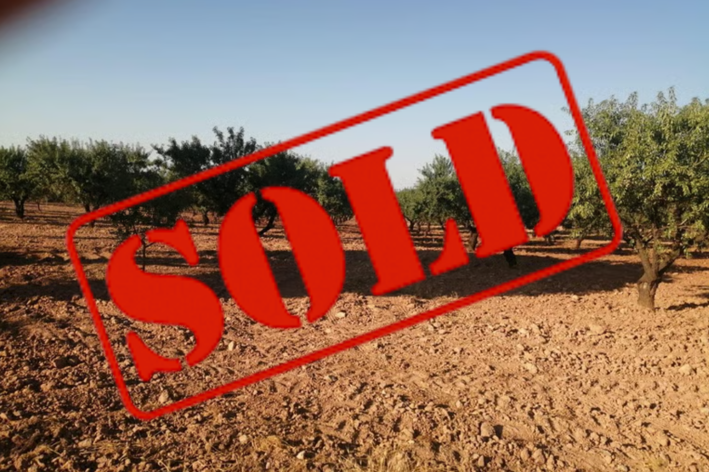 Finca Ecológica de almendros ( Mula )