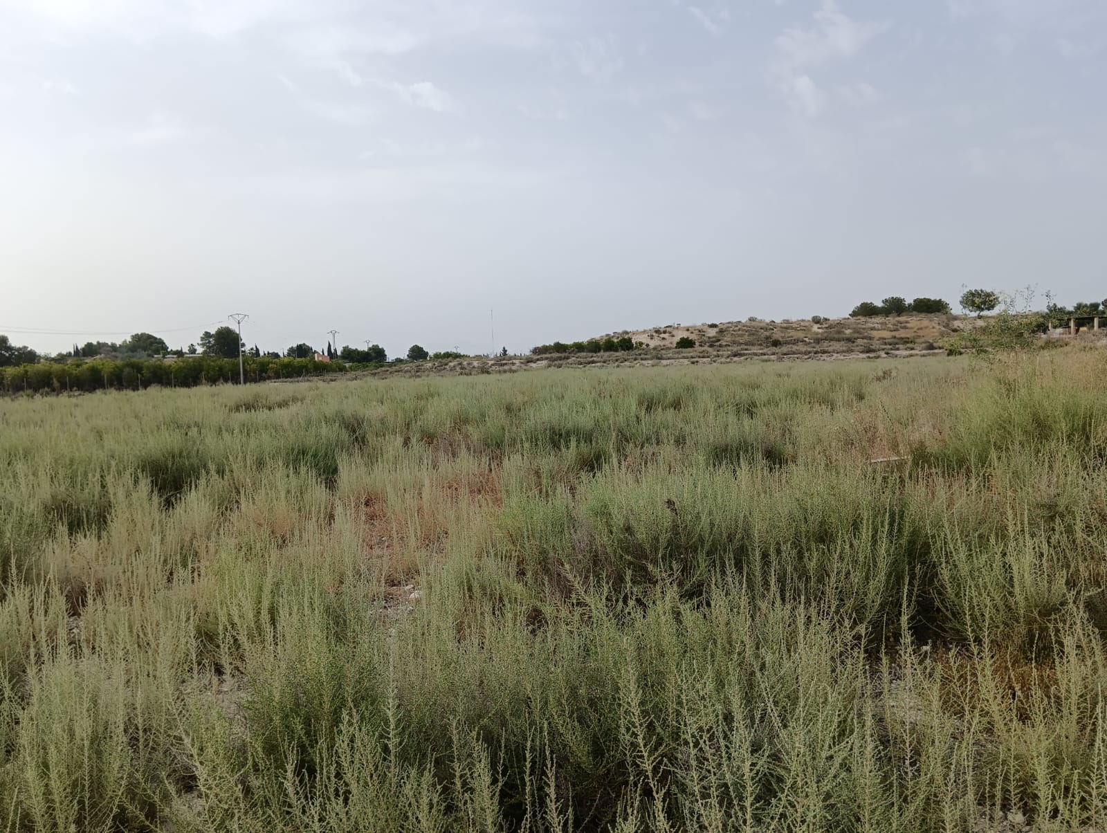 Finca de Regadío con Naves y Vivienda en Las Torres de Cotillas – 55.000 m² de Oportunidad