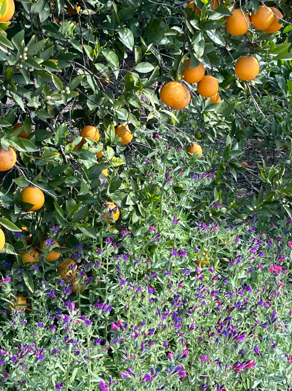 Finca de cítricos ecológicos — Alhama de Murcia / Sierra de Carrascoy