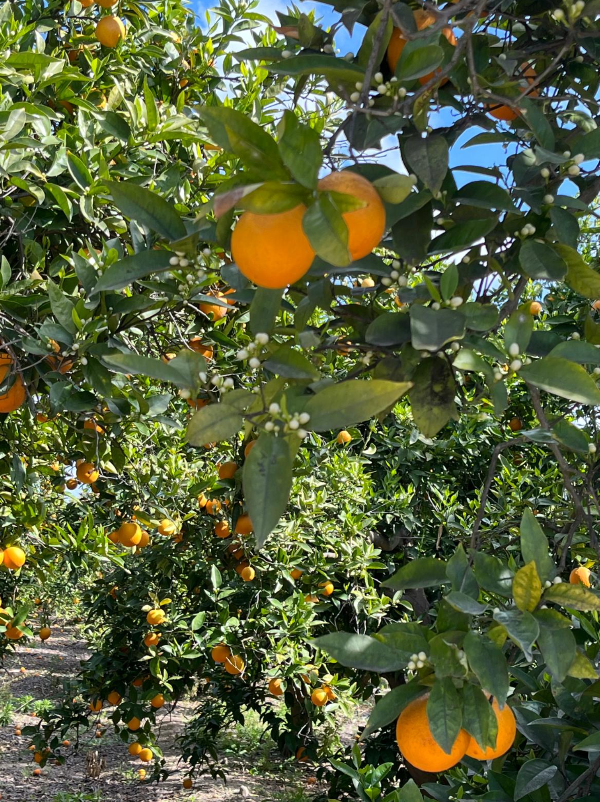 Finca de cítricos ecológicos — Alhama de Murcia / Sierra de Carrascoy