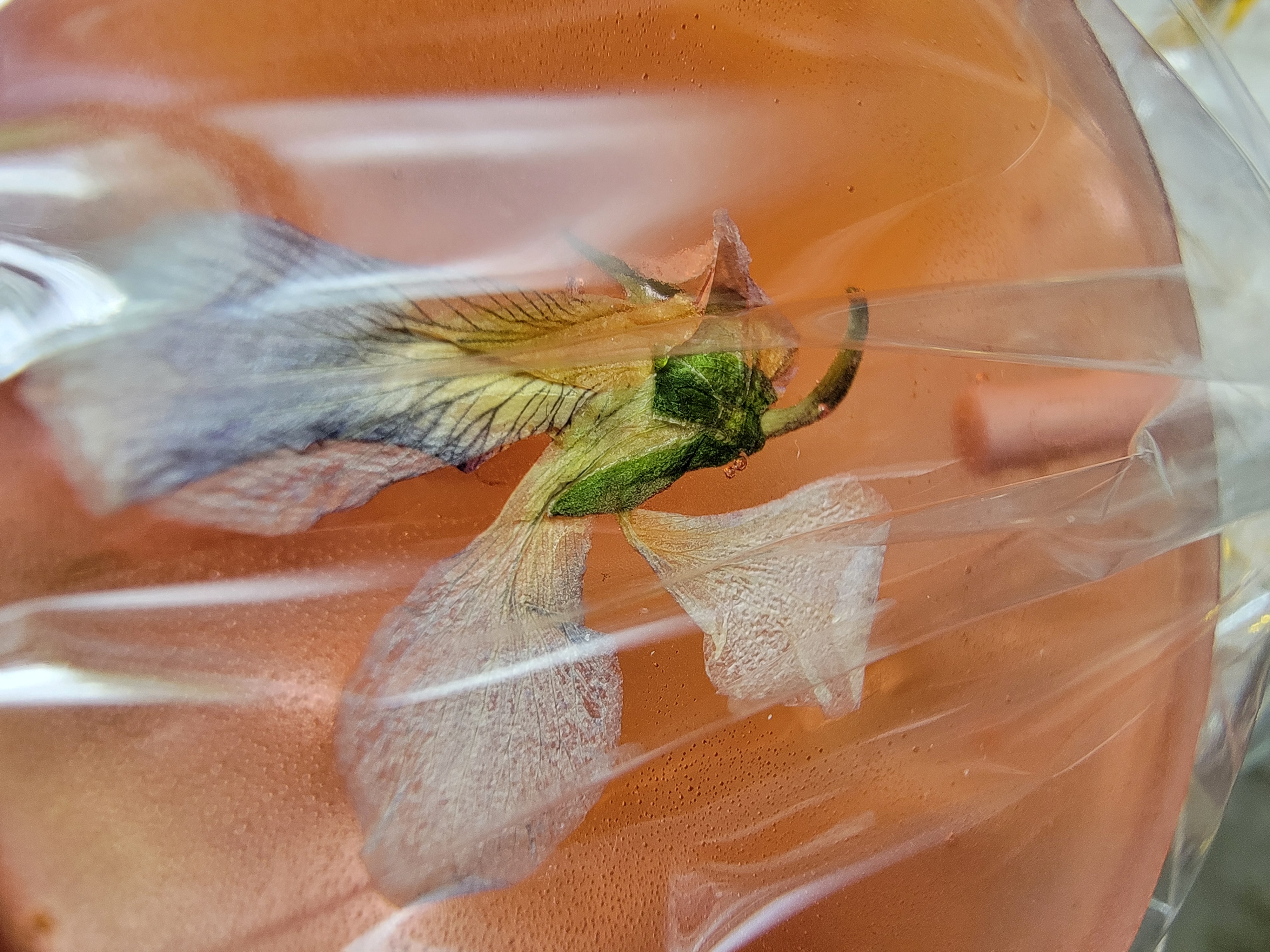 fleur lollis & lolli bouquets