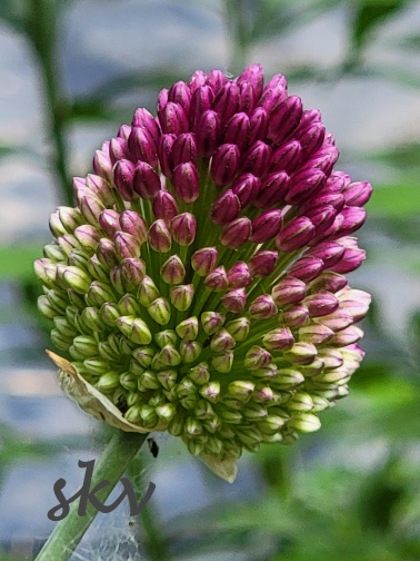drumstick allium 1 .jpg