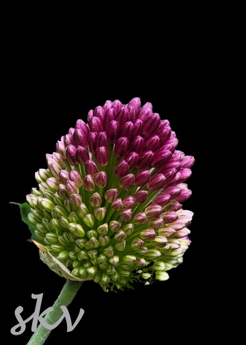 drumstick allium 1 .jpg