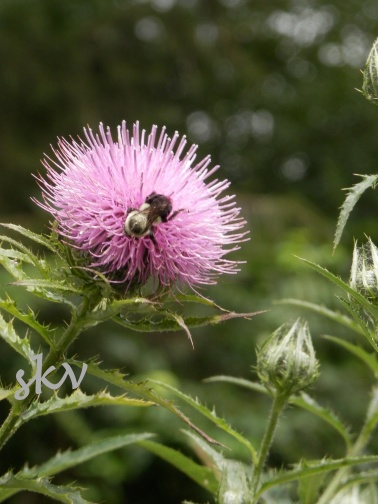 swamp thistle 1 .jpg 