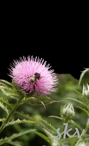 swamp thistle 1 .jpg 