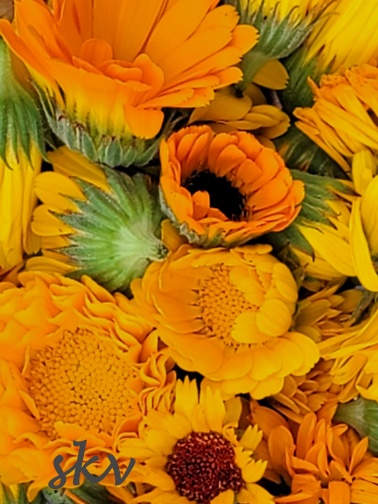 calendula 1 .jpg