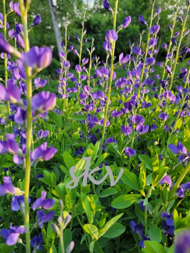 blue wild indigo 1 .jpg
