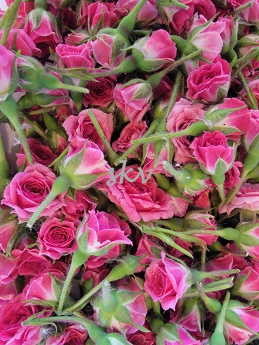 miniature rose 1 .jpg