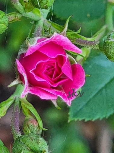 miniature rose 2 .jpg