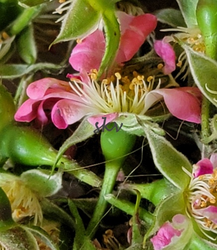 miniature rose 3 .jpg