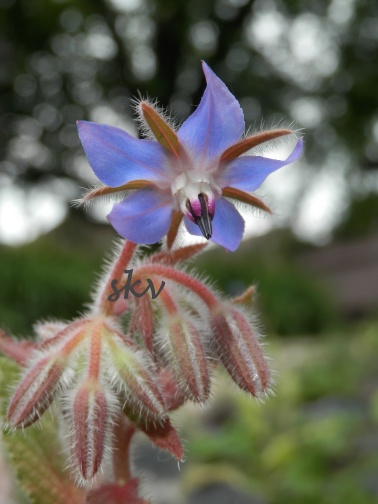 borage 1 .jpg