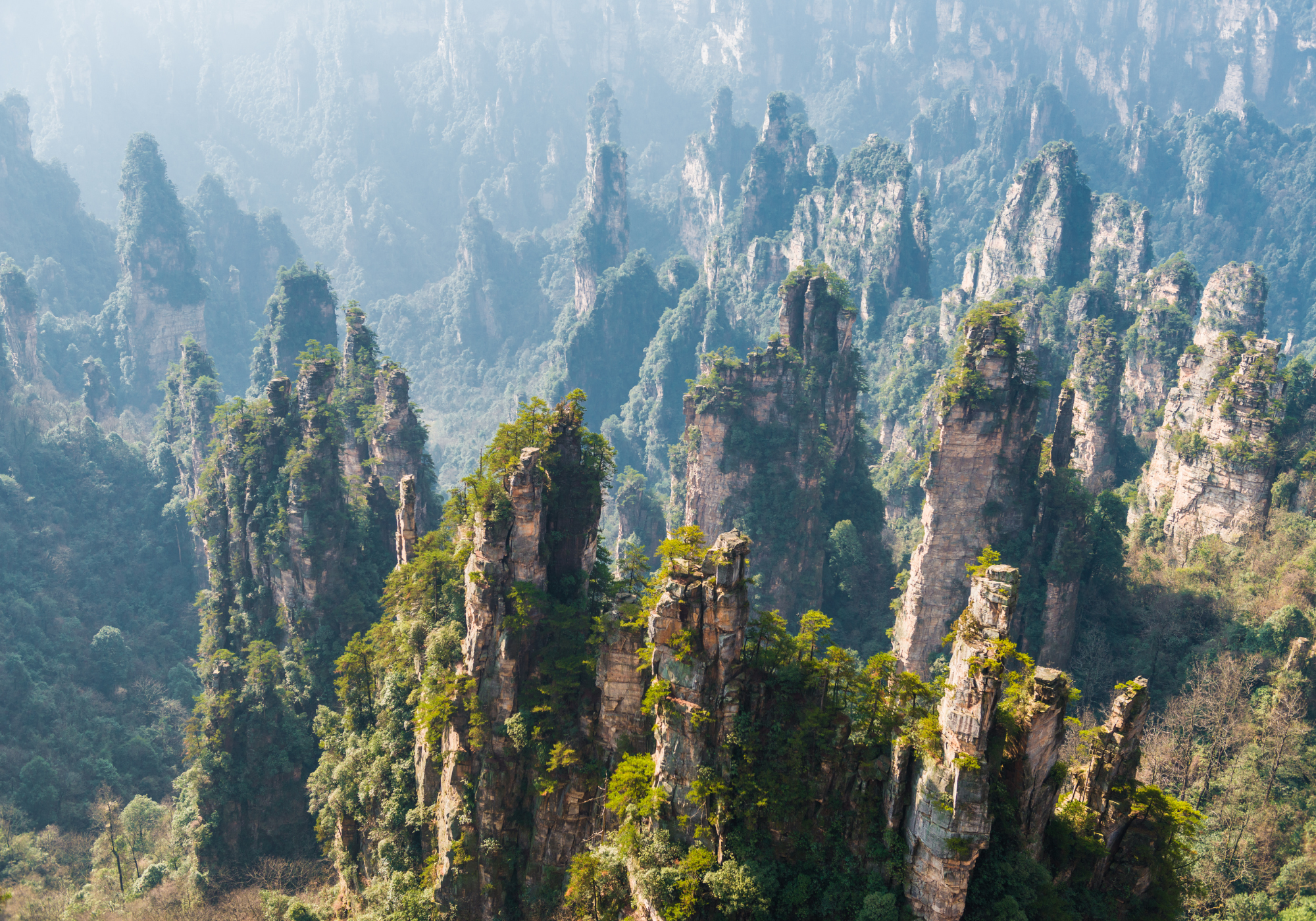 Grade Forêt Chinoise
