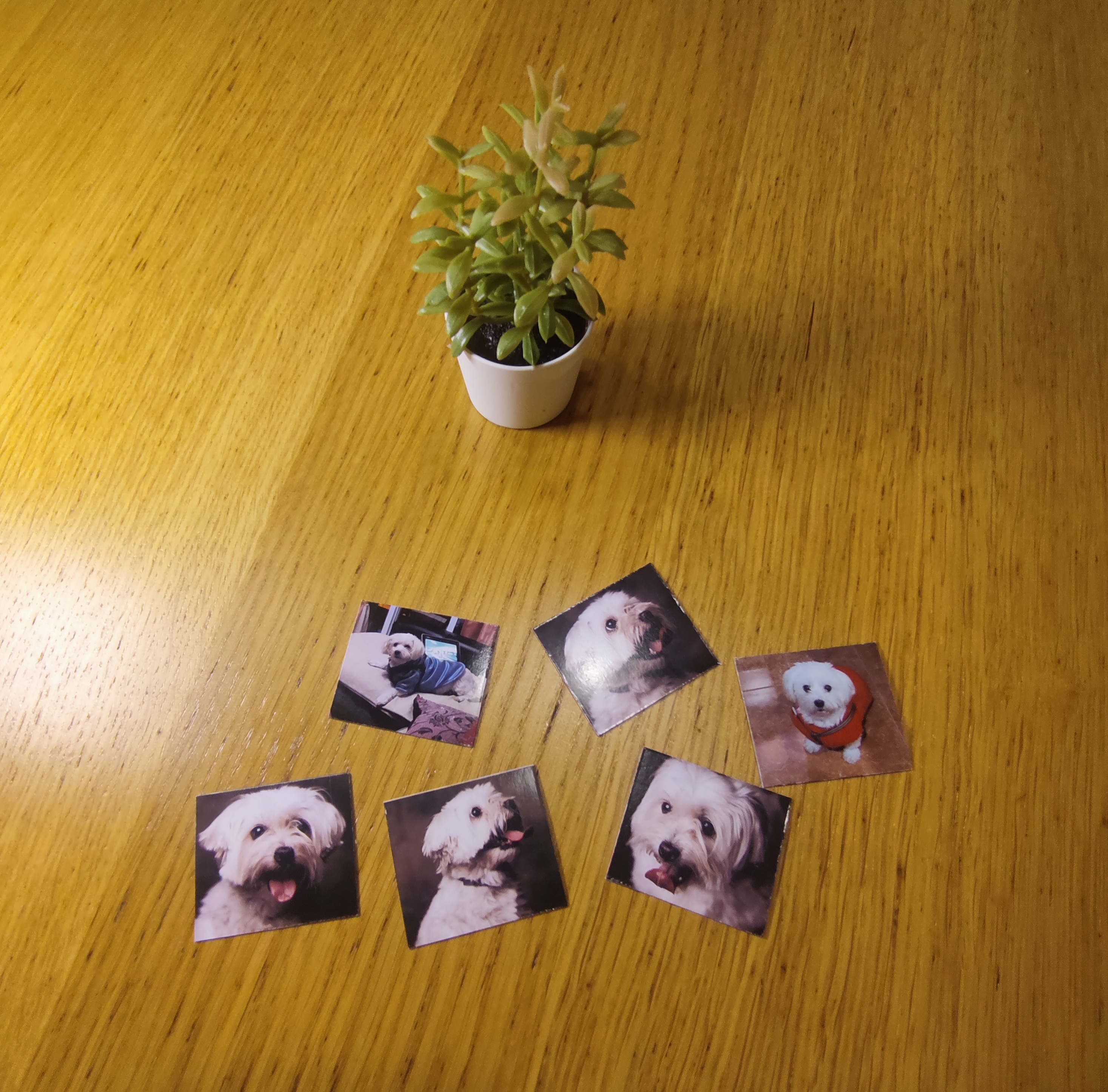 Paquete de 6 imanes personalizados