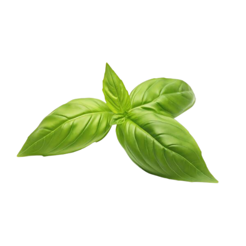 Italian Basil Leaves