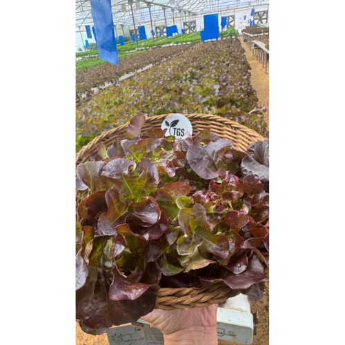 Red Oak Leaf Lettuce