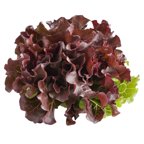 Red Oak Leaf Lettuce