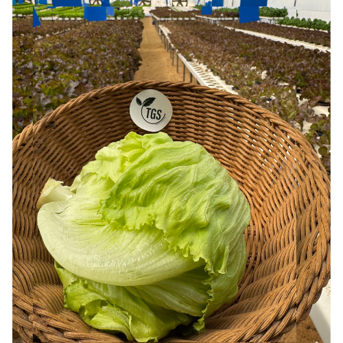 Fresh Iceberg Lettuce