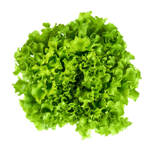 Green Batavia Lettuce