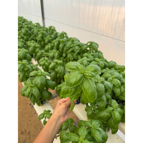Italian Basil Leaves