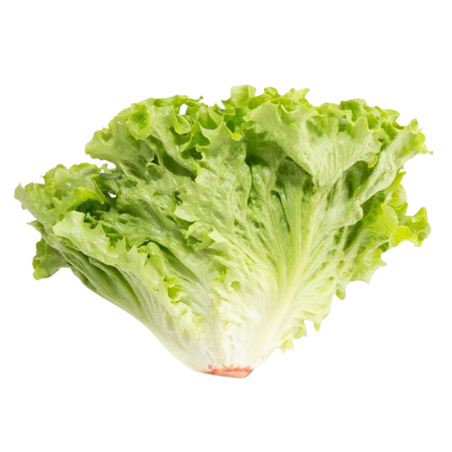 Green Batavia Lettuce