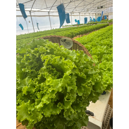 Green Batavia Lettuce