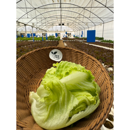 Fresh Iceberg Lettuce