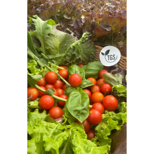 Cherry Tomatoes - Red