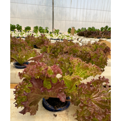 Red Oak Leaf Lettuce