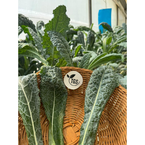 Kale Tuscane