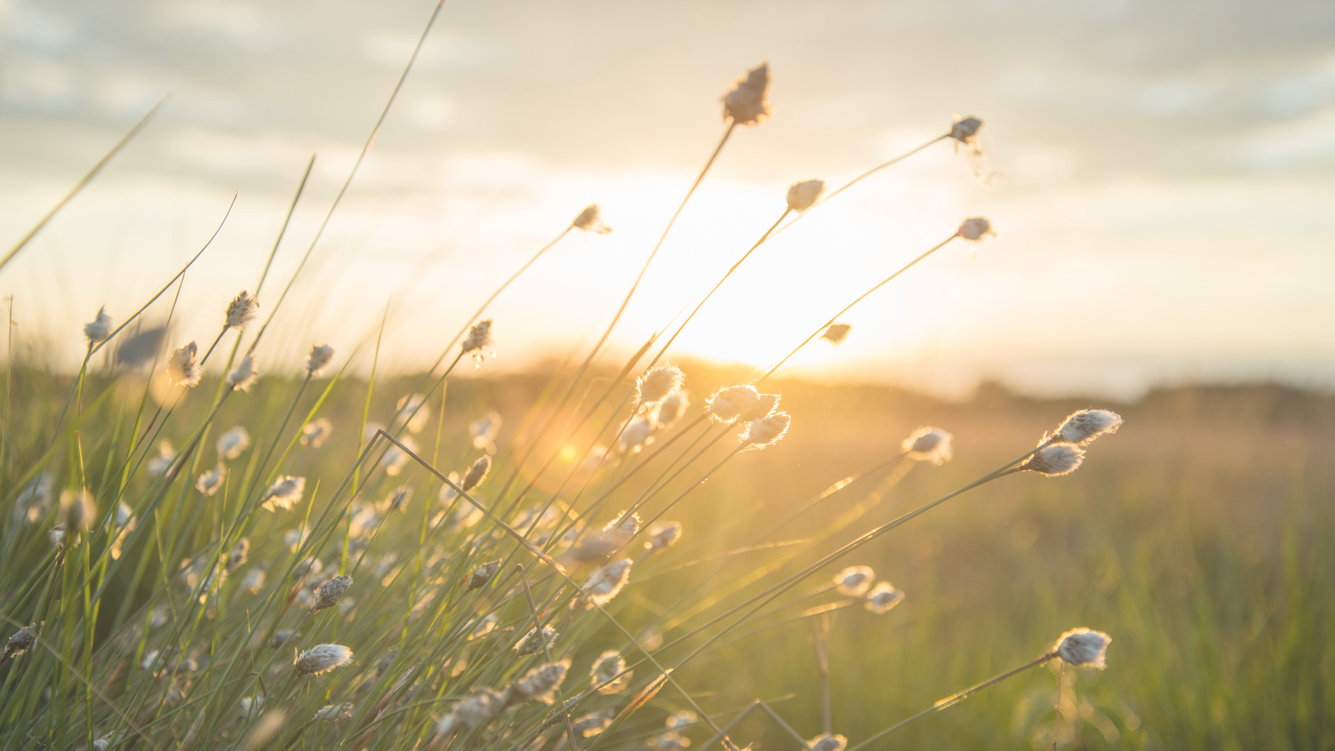 PACK 8 SESIONES  INDIVIDUALES MINDFULNESS ESTRÉS. 