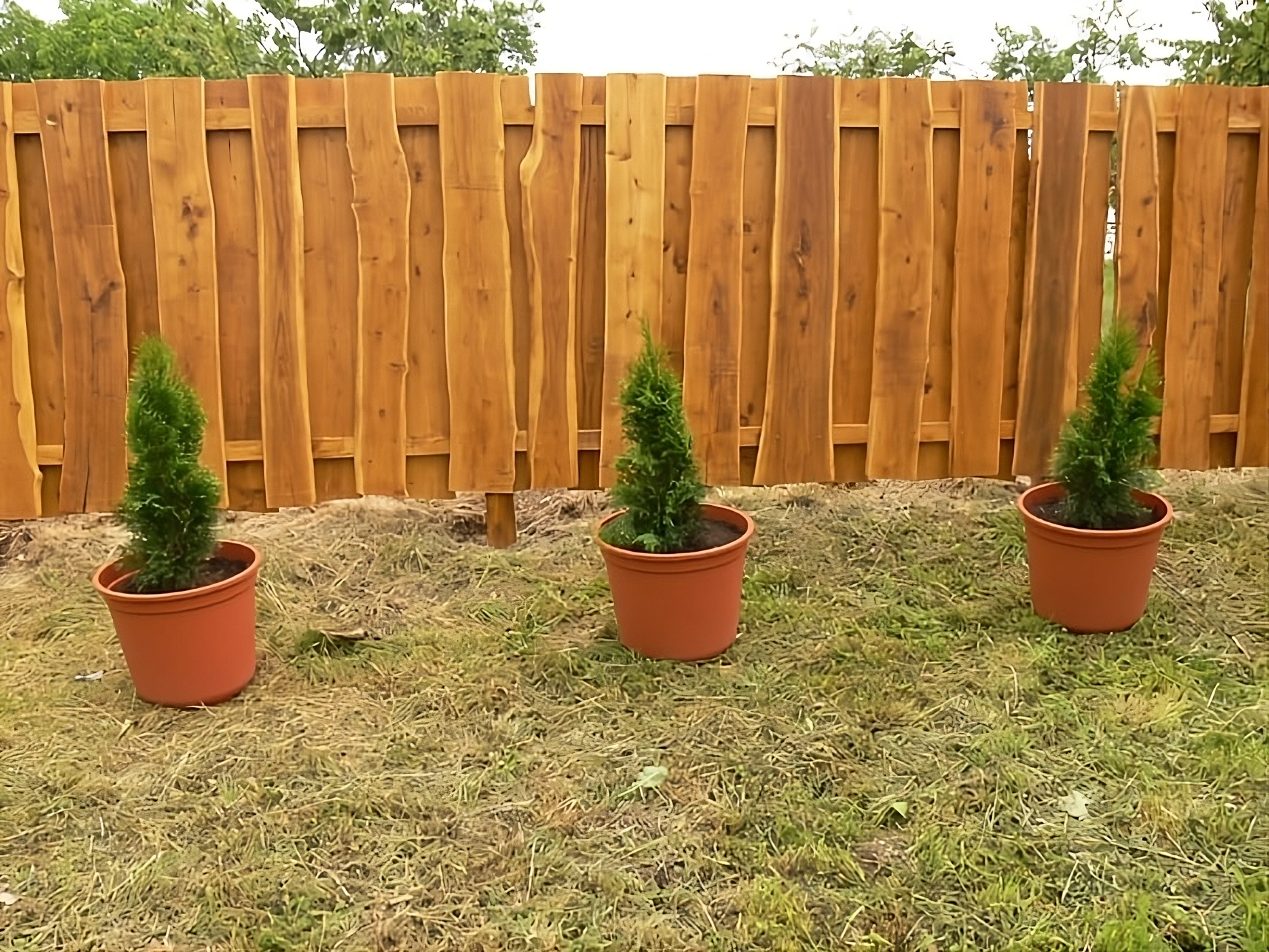 Sichtschutz mit Naturbaumkante