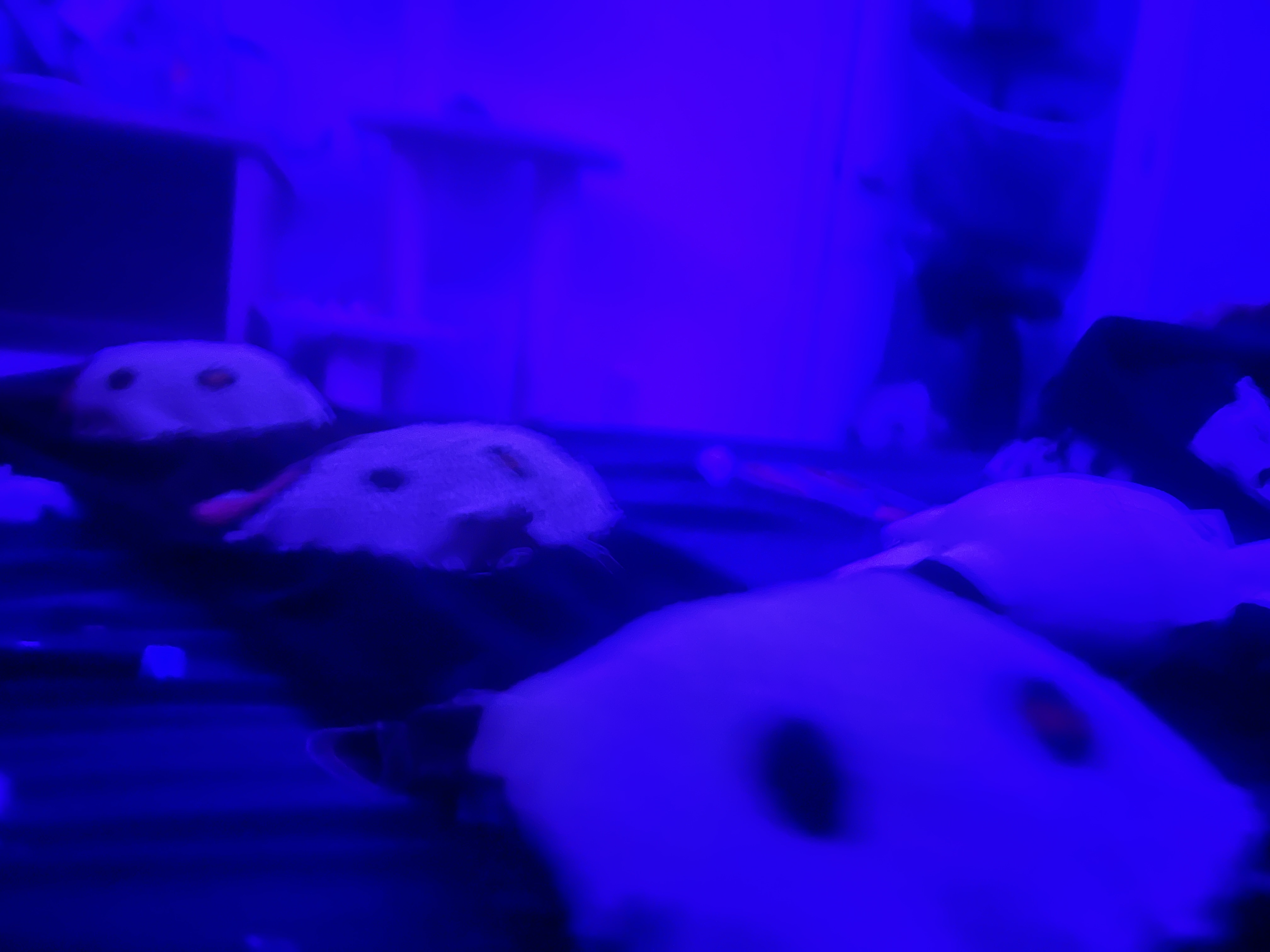 New hello kitty plushie black fleece pants