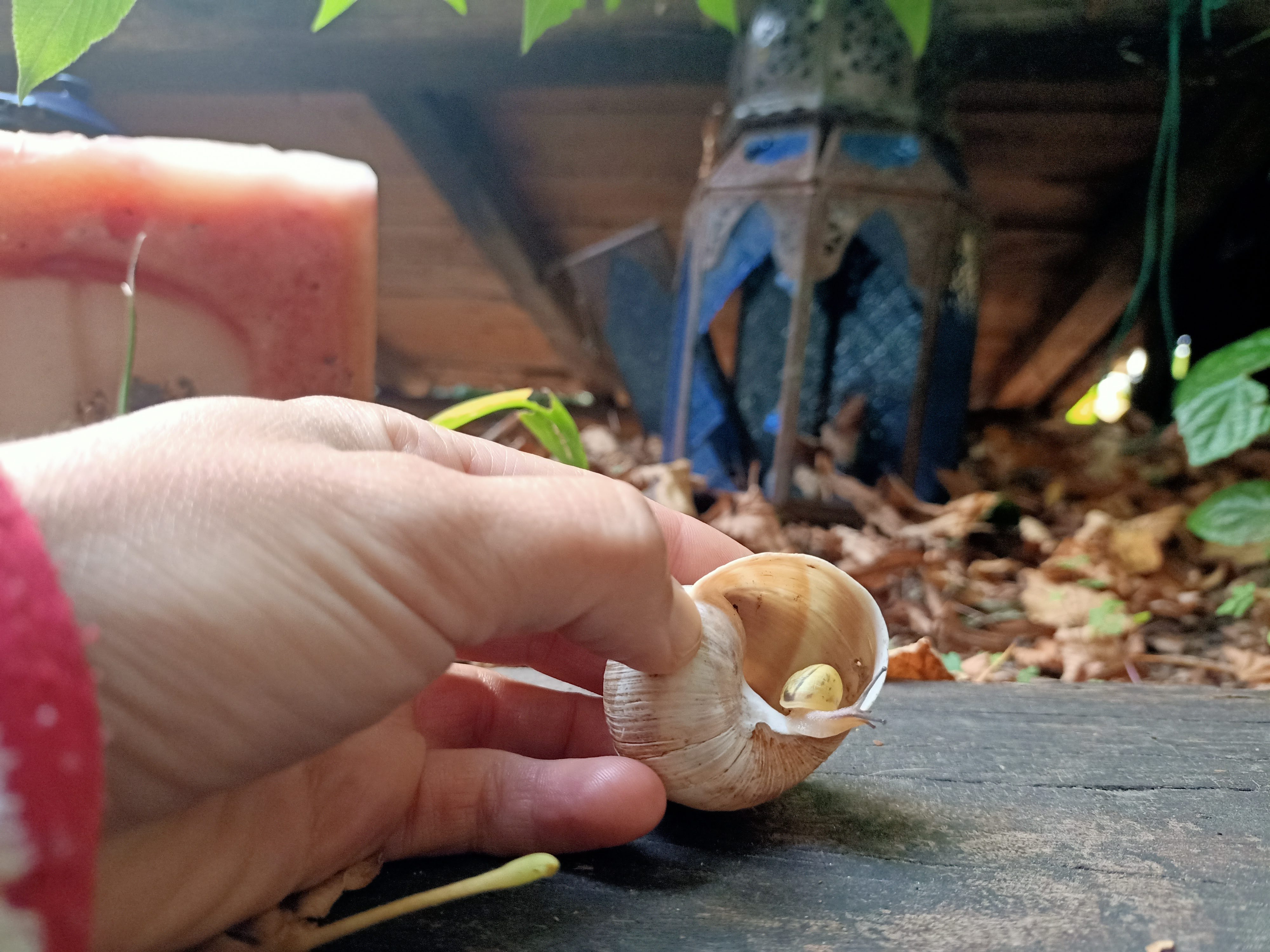 VOUCHER– Al Ritmo della Chiocciola 