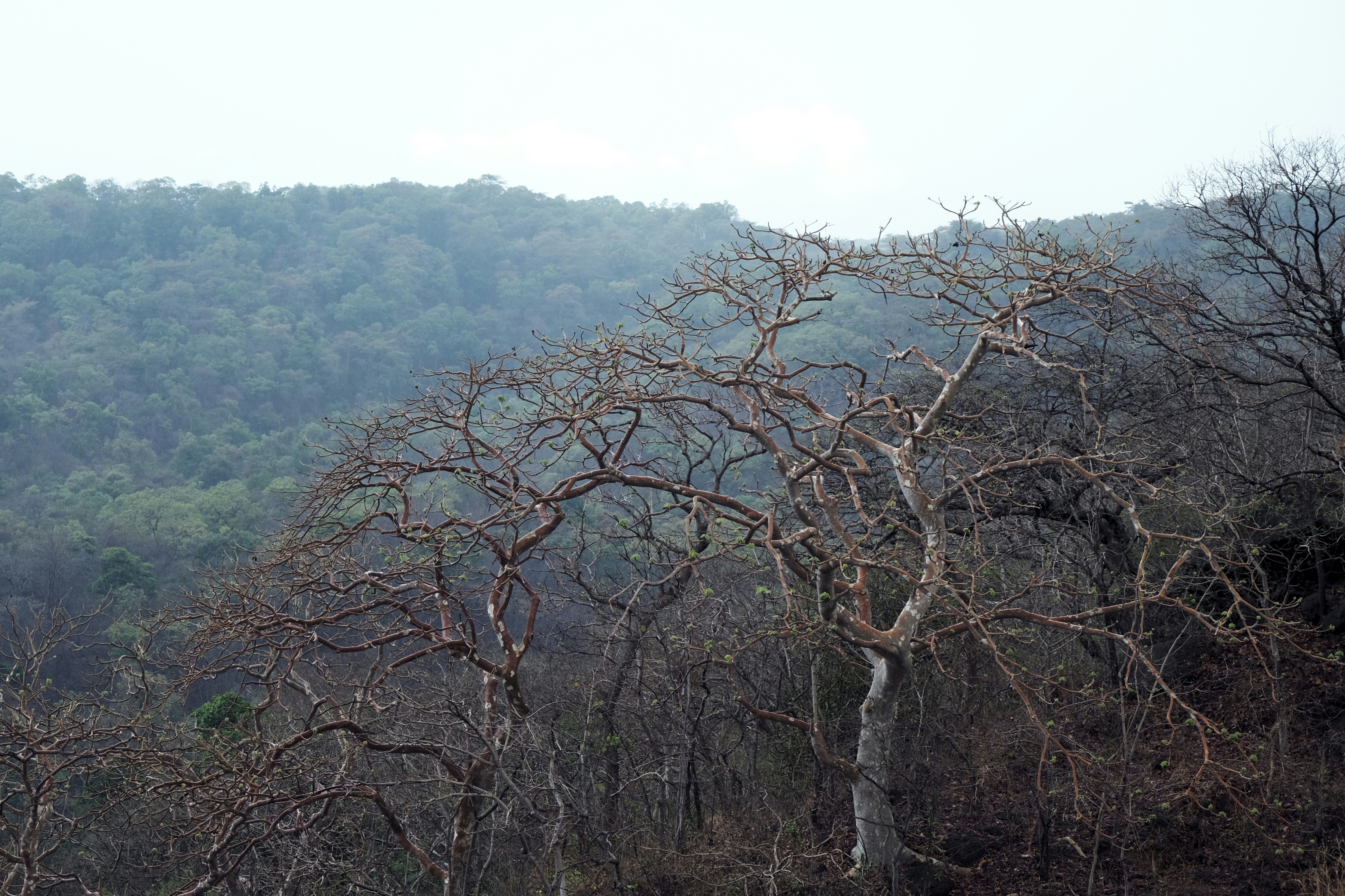 Borivali National Park + Kanheri Caves + Pagoda (Vipassana Center) 