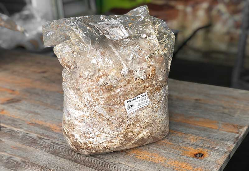 Ballot de Culture Pleurote Gris BIO LAMYCOSPHÈRE