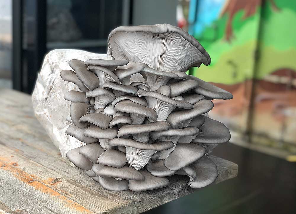 Ballot de Culture Pleurote Gris BIO LAMYCOSPHĂRE