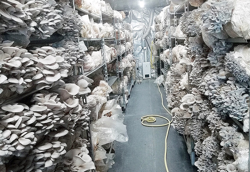 Ballot de Culture Pleurote Gris BIO LAMYCOSPHÈRE